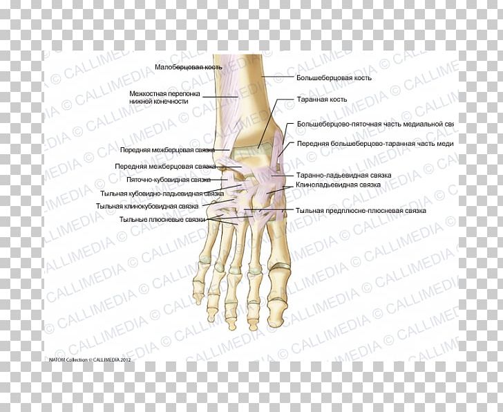 Thumb Foot Anterior Talofibular Ligament Bone PNG, Clipart, Abdomen, Anatomy, Angle, Ankle, Anterior Talofibular Ligament Free PNG Download