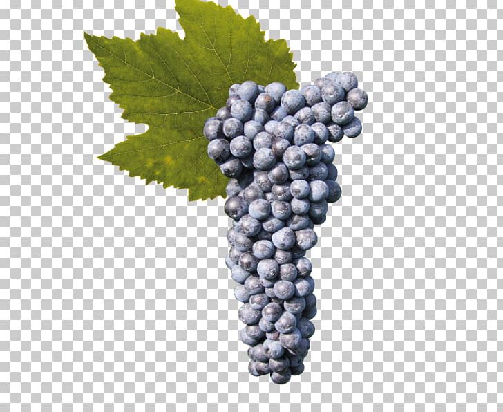 Grape Raboso Cabernet Sauvignon Wine Seedless Fruit PNG, Clipart, Bilberry, Cabernet Sauvignon, Common Grape Vine, Flowering Plant, Food Free PNG Download