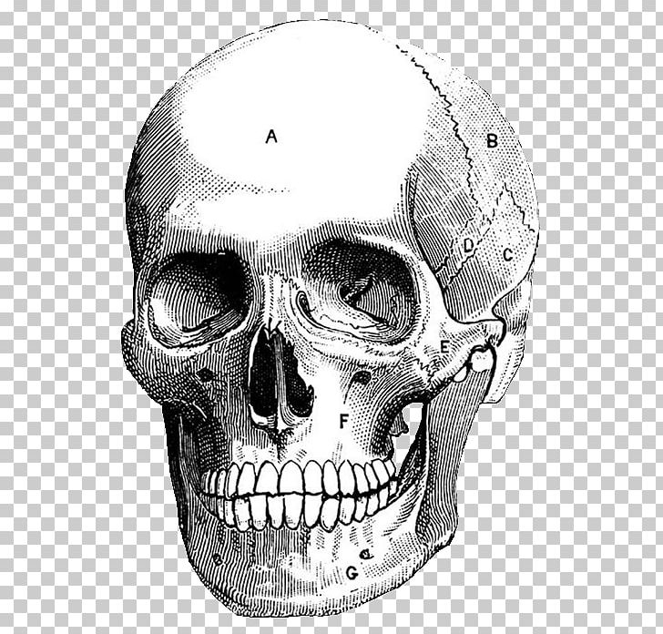 Skull Art Printmaking Drawing Illustration PNG, Clipart, Anatomy, Art, Artist, Art Museum, Black And White Free PNG Download