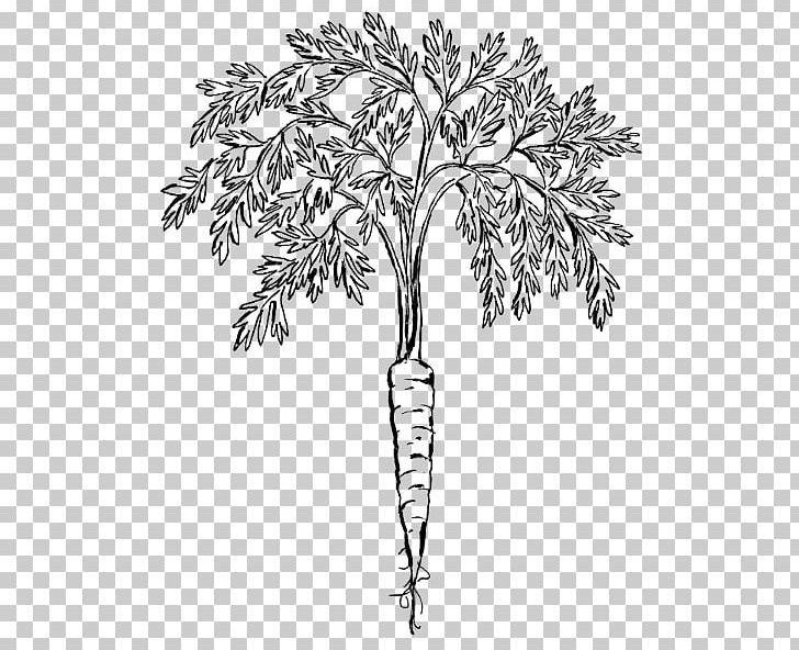 Carrot PNG, Clipart, Black And White, Branch, Carrot, Download, Drawing Free PNG Download