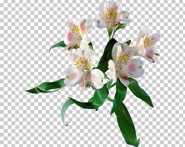 Lily Of The Incas Cut Flowers Spring PNG, Clipart, Almindelig Rug, Alstroemeriaceae, Bead, Blossom, Cut Flowers Free PNG Download