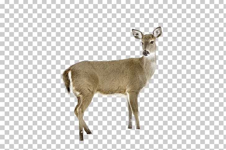 White-tailed Deer Reindeer Waterbuck Musk Deer PNG, Clipart, Animal, Animals, Antelope, Antler, Christmas Deer Free PNG Download