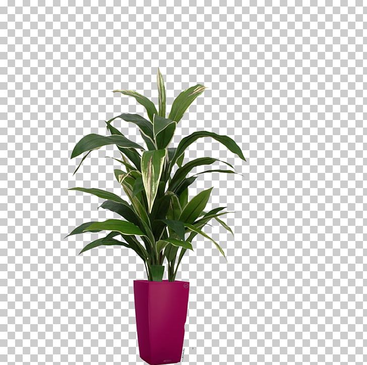 Leaf Flowerpot Houseplant Tree Dracaena PNG, Clipart, Arecales, Centimeter, Dracaena, Evergreen, Flowerpot Free PNG Download