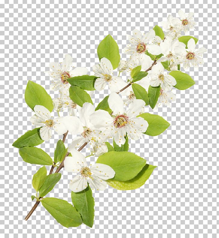 Montale Paris Flower Montal' Abeka PNG, Clipart, Abeka, Blossom, Branch, Cicek, Cut Flowers Free PNG Download