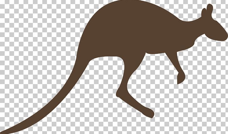 Macropodidae Kangaroo Animal PNG, Clipart, Animal, Animals, Fauna, Kangaroo, Macropodidae Free PNG Download