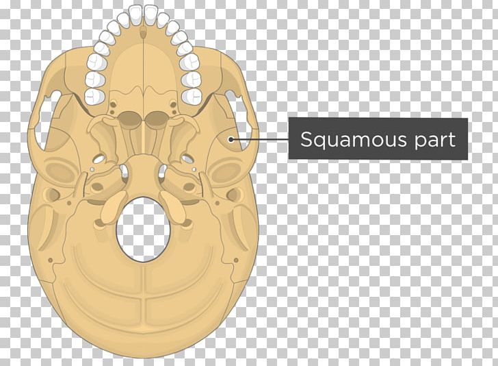 Pterygoid Processes Of The Sphenoid Pterygoid Hamulus Medial Pterygoid Muscle Lateral Pterygoid Muscle Sphenoid Bone PNG, Clipart, Anatomy, Bone, Fantasy, Greater Wing Of Sphenoid Bone, Infratemporal Fossa Free PNG Download