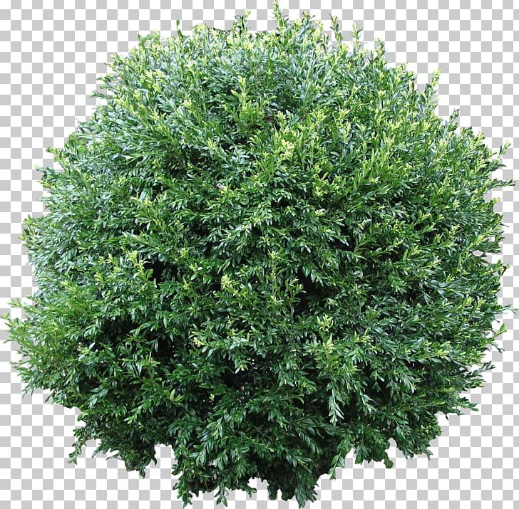 Shrub Computer Icons Tree PNG, Clipart, Bridalwreaths, Bush, Clip Art, Computer Icons, Evergreen Free PNG Download
