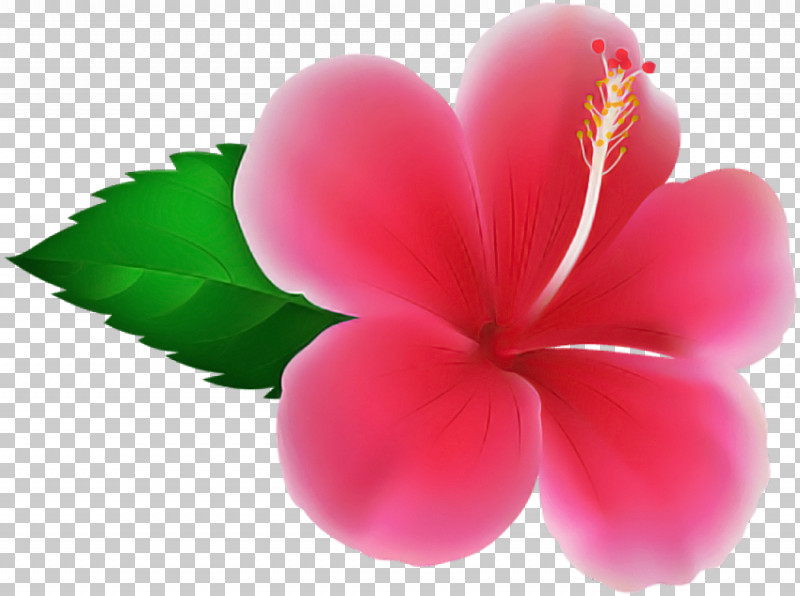 Petal Pink Frangipani Flower Plant PNG, Clipart, Flower, Frangipani, Hibiscus, Impatiens, Petal Free PNG Download