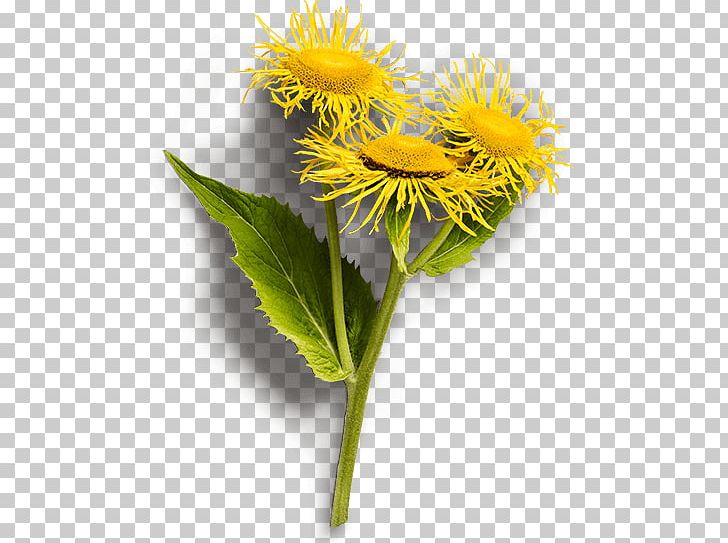 Elecampane Medicinal Plants Traditional Medicine Klosterfrau Healthcare Group PNG, Clipart, Aster, Asterales, Autonomic Nervous System, Daisy Family, Dandelion Free PNG Download