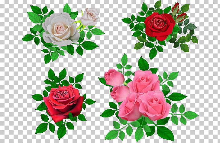 Garden Roses Cabbage Rose Beach Rose Flower Petal PNG, Clipart, Beach Rose, Cut Flowers, Encapsulated Postscript, Floral Design, Floribunda Free PNG Download