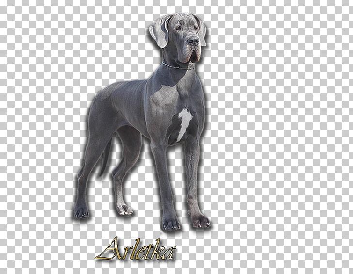 Great Dane Greyhound Dog Breed Dogo Argentino Sloughi PNG, Clipart, Anya Jenkins, Breed, Carnivoran, Dog, Dog Breed Free PNG Download