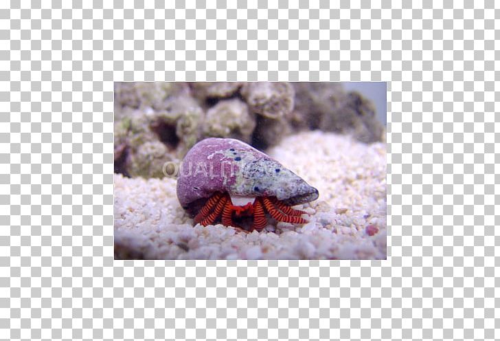 Hermit Crab Marine Biology Stock Photography Fauna PNG, Clipart, Animals, Biology, Crab, Decapoda, Fauna Free PNG Download