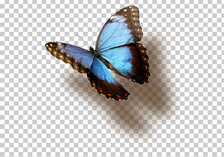 Monarch Butterfly Arizona Natural Selections Blue PNG, Clipart, Arizona, Arthropod, Blue, Brush Footed Butterfly, Butterflies And Moths Free PNG Download