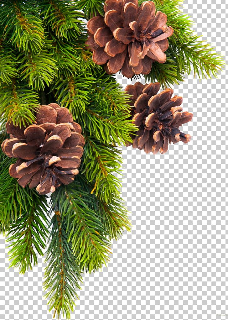 Conifer Cone PNG, Clipart, Christmas, Christmas Decoration, Christmas Frame, Christmas Ornament, Computer Graphics Free PNG Download