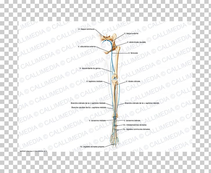 Insect Twig Energy Line Plant Stem PNG, Clipart, Angle, Animals, Diagram, Energy, Hind Free PNG Download
