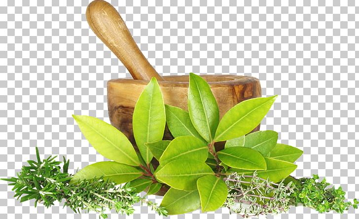 Naturopathy Medicine Therapy The Nature Cure Health PNG, Clipart, Alternative Health Services, Ayurveda, Cure, Disease, Evergreen Naturopathic Free PNG Download