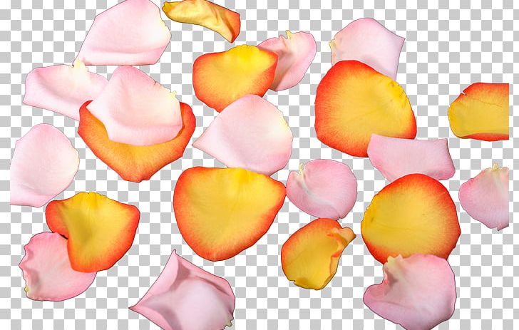 Petal Flower PhotoScape PNG, Clipart, Blog, Cicek, Cicekler, Confectionery, Desktop Wallpaper Free PNG Download