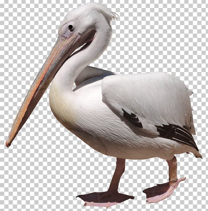 Bird Desktop PNG, Clipart, Albatross, Animals, Beak, Bird, Brown Pelican Free PNG Download