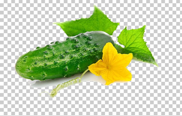 Cucumber Vegetable Salting Zakuski Olivier Salad PNG, Clipart, Brined Pickles, Cornichon, Cucumber Cartoon, Cucumber Gourd And Melon Family, Cucumber Juice Free PNG Download