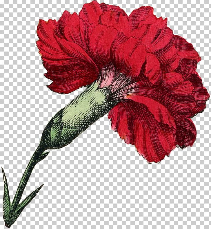 Flower Botany Floral Design PNG, Clipart, Antique, Botany, Carnation, Cut Flowers, Dianthus Free PNG Download