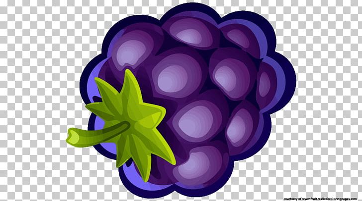 Fruit Blueberry Grape PNG, Clipart, Blackcurrant, Blueberry, Bramble, Durian, Food Drinks Free PNG Download