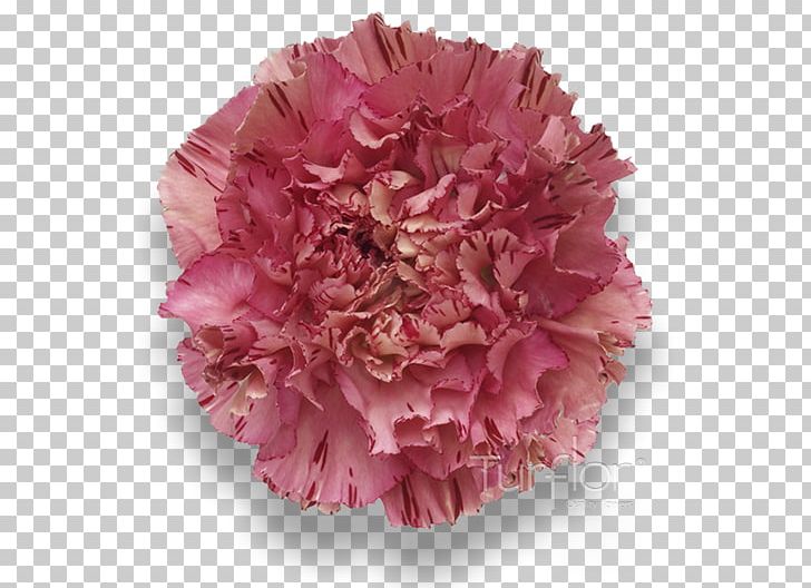 Carnation Pink Purple Lilac Magenta PNG, Clipart, Art, Burgundy, Carnation, Carnation Pink, Cut Flowers Free PNG Download