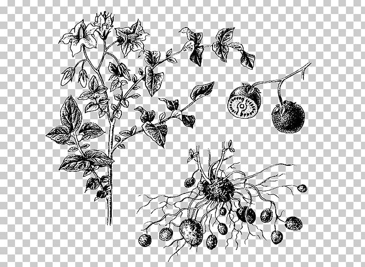 Flowering Plant Potato Tuber Auglis PNG, Clipart, Artwork, Auglis, Biology, Black And White, Botany Free PNG Download