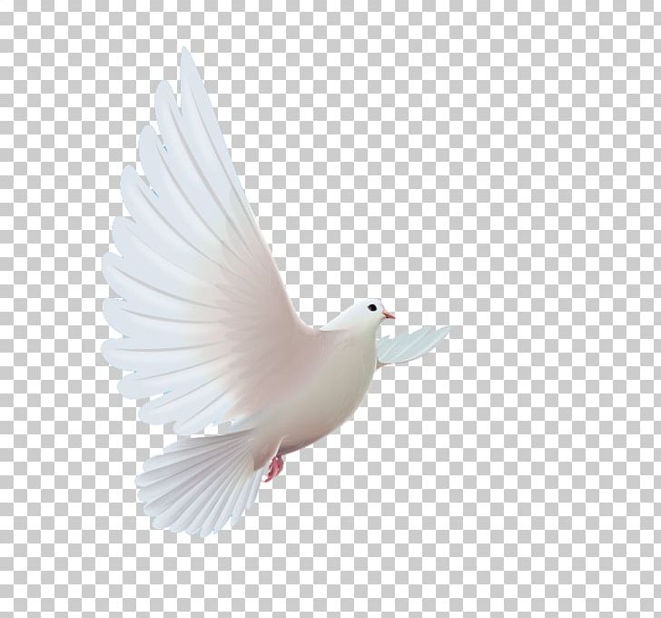 Homing Pigeon Bird Columbidae Icon PNG, Clipart, Anatidae, Animals, Beak, Bird, Cygnini Free PNG Download