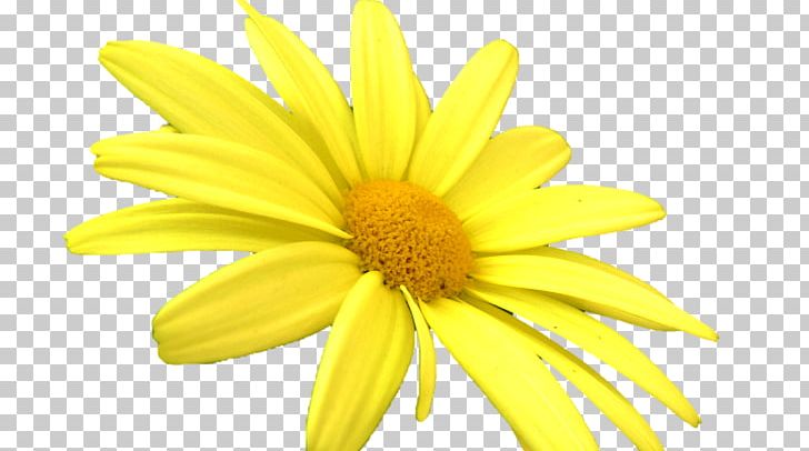 Oxeye Daisy Chrysanthemum Marguerite Daisy PNG, Clipart, Chrysanthemum, Chrysanths, Daisy, Daisy Family, Flower Free PNG Download
