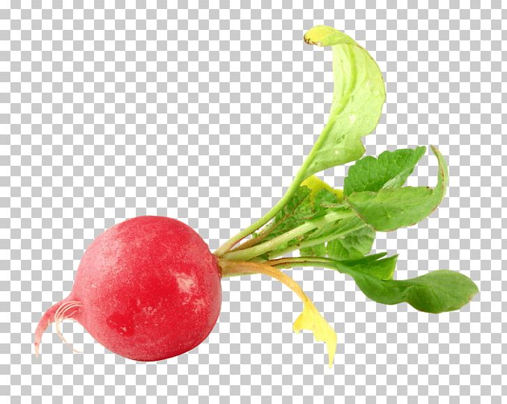 Daikon Food Vegetable Black Spanish Radish PNG, Clipart, Beet, Beetroot, Black Spanish Radish, Carrot, Cherry Free PNG Download