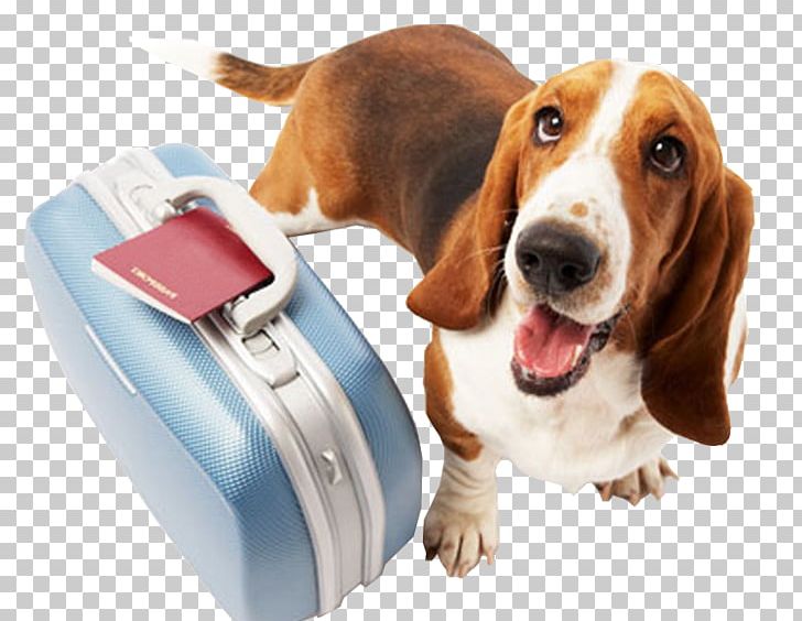 Dog Cat Pet Travel Veterinarian PNG, Clipart, Animals, Cat, Companion Dog, Dog, Dog Breed Free PNG Download
