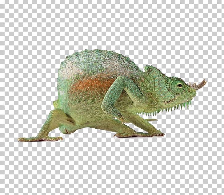 Reptile Lizard Chameleons Common Iguanas PNG, Clipart, Animal, Animals, Background Green, Chameleon, Chameleons Free PNG Download