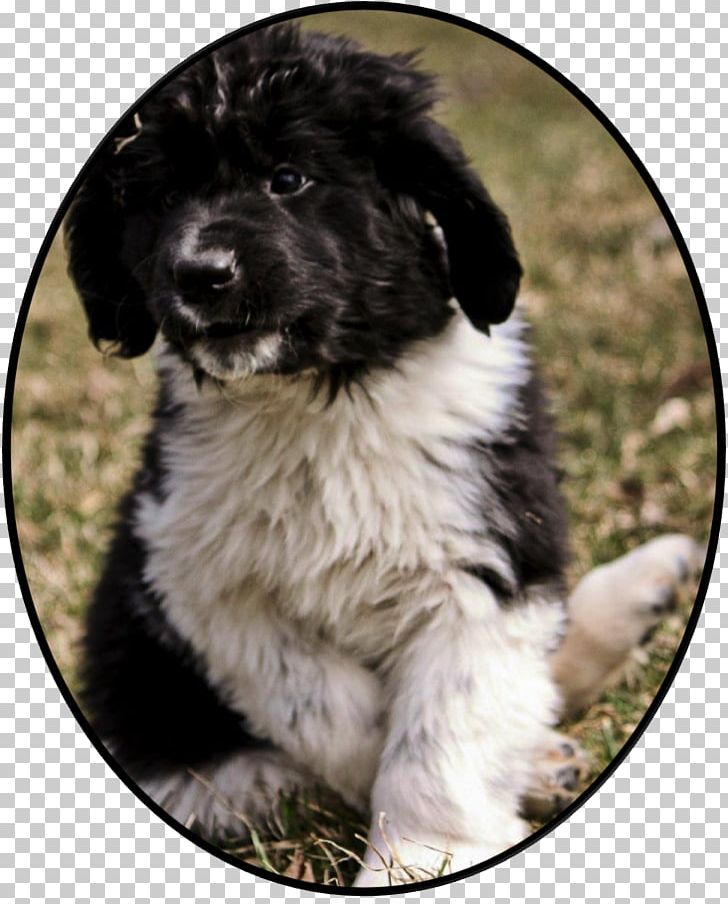 Stabyhoun Newfoundland Dog Landseer Dog Frisian Water Dog Puppy PNG, Clipart, Animals, Breed, Cao Da Serra De Aires, Carnivoran, Carpathian Shepherd Dog Free PNG Download