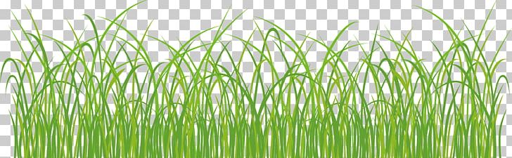 Grassland PNG, Clipart, Adobe Illustrator, Artworks, Background Green, Chrysopogon Zizanioides, Comm Free PNG Download