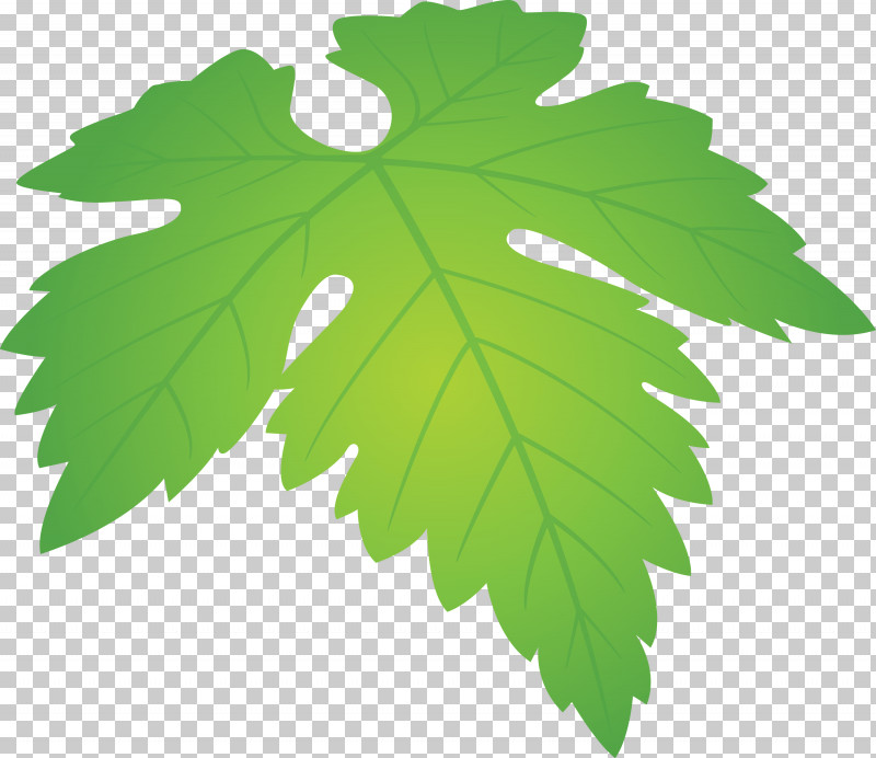 Grapes Leaf Leaf PNG, Clipart, Black Maple, Flower, Grape Leaves, Grapes Leaf, Green Free PNG Download