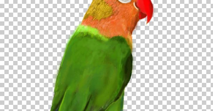 Lovebird Macaw Parakeet Beak PNG, Clipart, Animals, Beak, Bird, Closeup, Common Pet Parakeet Free PNG Download