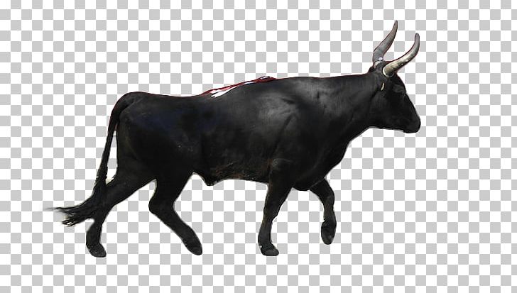 Spanish Fighting Bull Camargue Cattle Ox Taurus PNG, Clipart, Aquarius, Bull, Camargue Cattle, Cattle, Cattle Like Mammal Free PNG Download