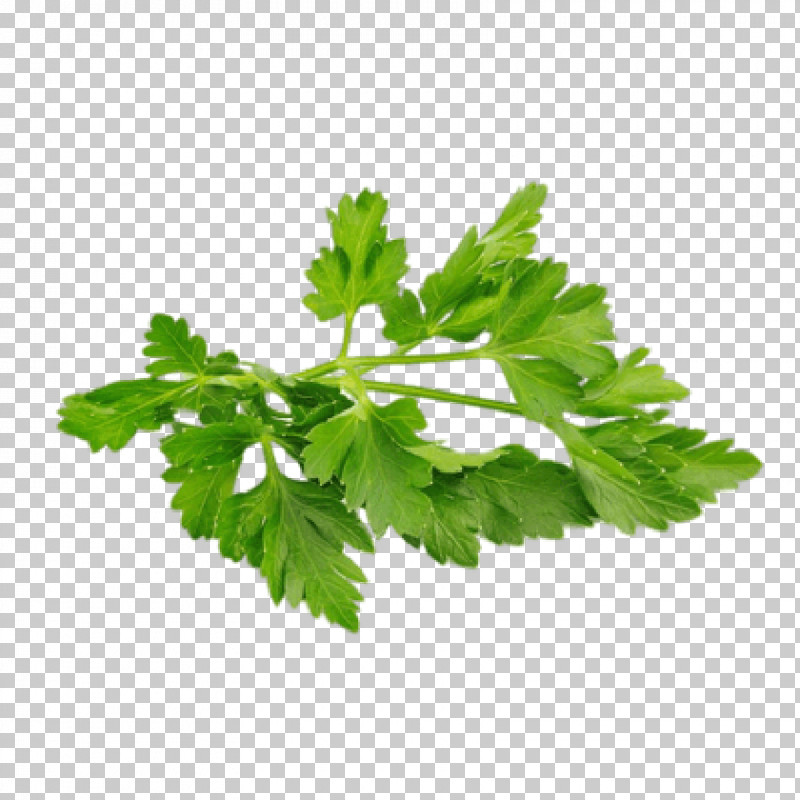Parsley PNG, Clipart, Celery, Chervil, Coriander, Fennel, Herb Free PNG Download
