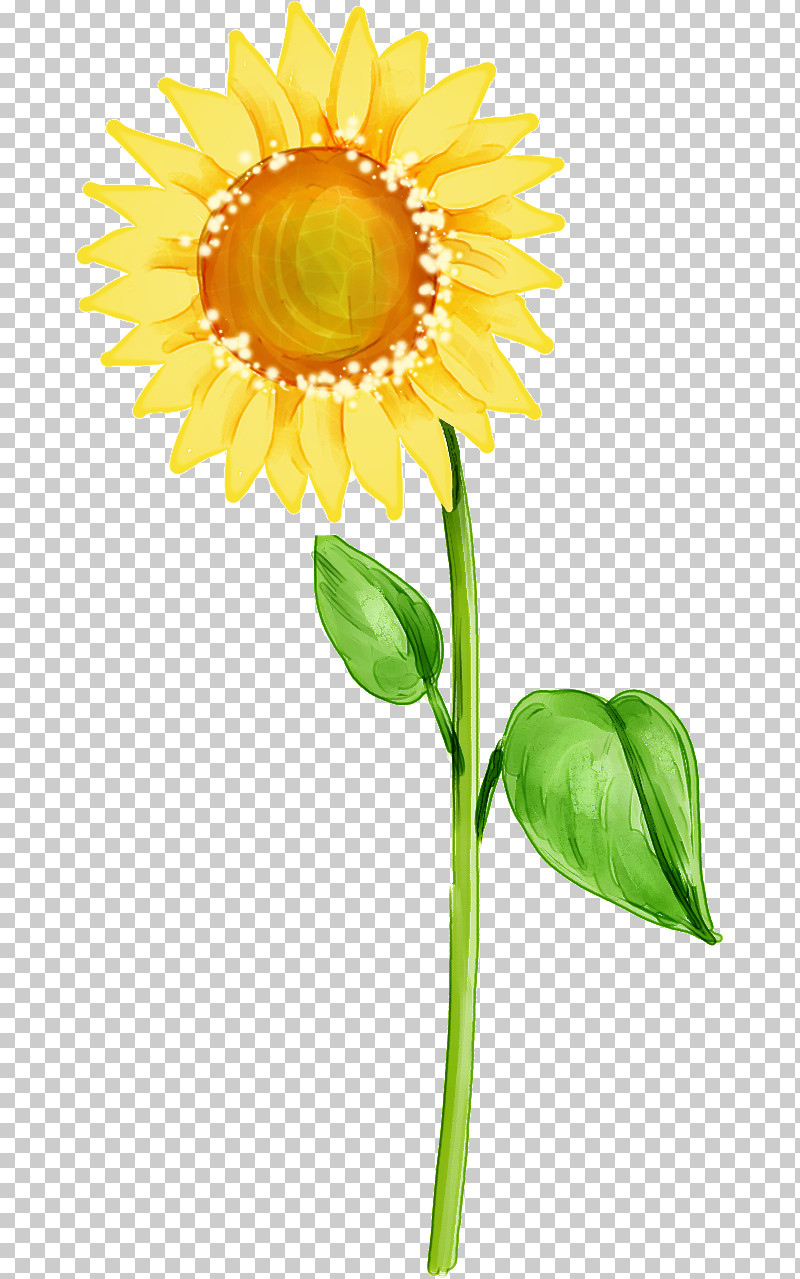 Sunflower PNG, Clipart, Asterales, Cut Flowers, Daisy Family, Flower, Gerbera Free PNG Download