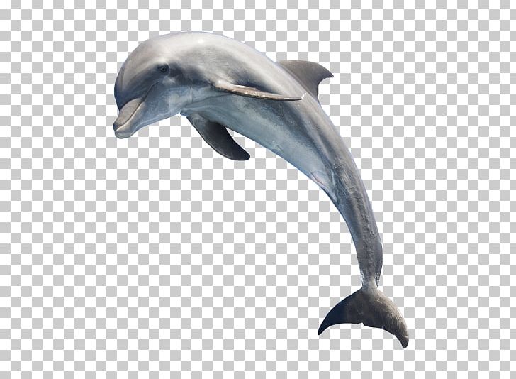 Common Bottlenose Dolphin Short-beaked Common Dolphin White-beaked Dolphin PNG, Clipart, Animals, Bottlenose Dolphin, Cetacea, Desktop Wallpaper, Fauna Free PNG Download