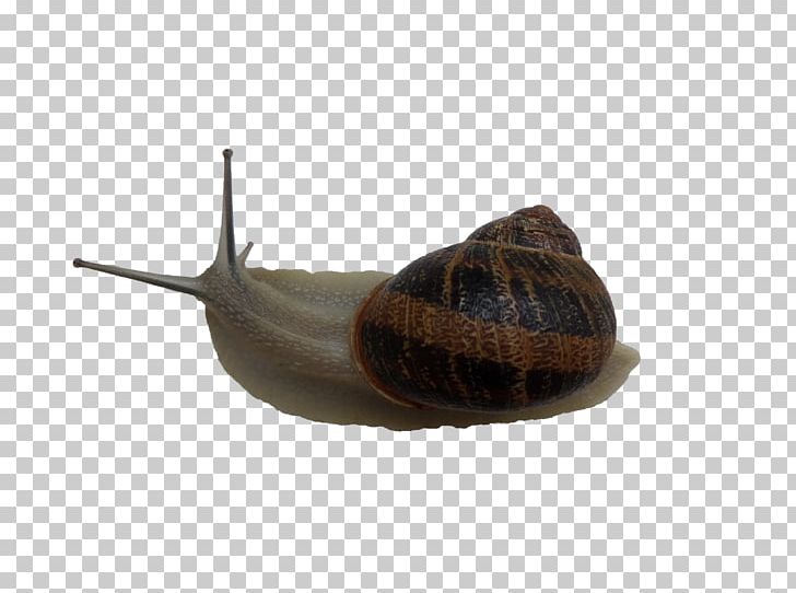 Gastropods Snail Slug Lymnaeidae Stock PNG, Clipart, Altair Engineering, Animal, Animals, Deviantart, Gastropods Free PNG Download