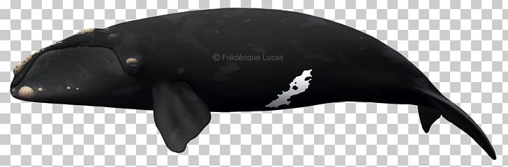 Marine Mammal North Pacific Right Whale North Atlantic Right Whale Southern Right Whale Killer Whale PNG, Clipart, Animal, Animal Figure, Auto Part, Baleen Whale, Black Free PNG Download