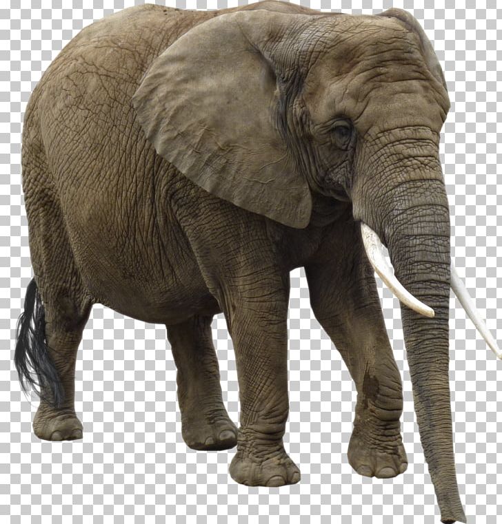 African Bush Elephant African Forest Elephant Asian Elephant PNG, Clipart, African Bush Elephant, African Elephant, African Forest Elephant, Animals, Asian Elephant Free PNG Download