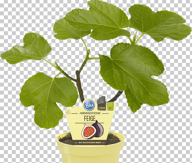 Common Fig Houseplant OBI Weeping Fig Embryophyta PNG, Clipart, Auglis, Chocolate Mint, Common Fig, Embryophyta, Feige Free PNG Download