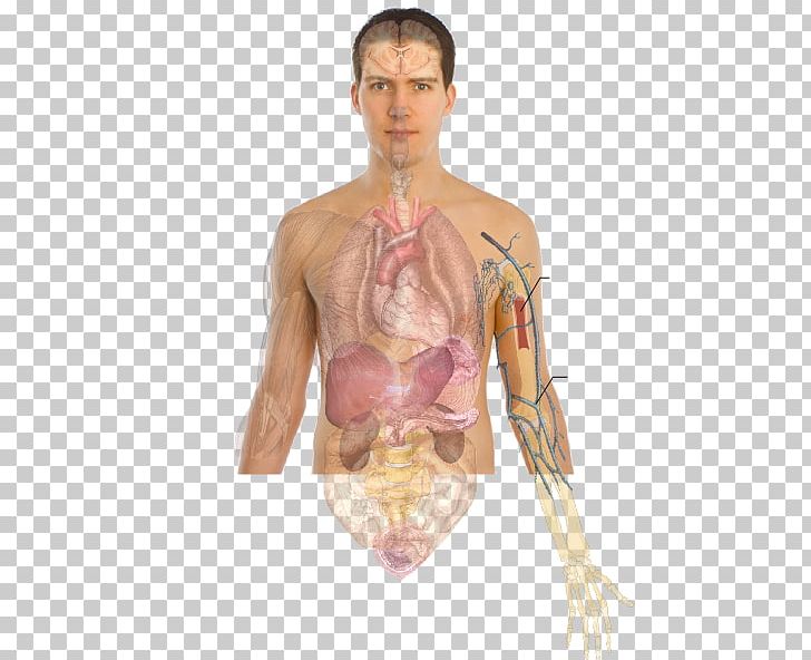 Human Body Human Skeleton Bone Anatomy Organ PNG, Clipart, Abdomen, Anatomy, Arm, Axial Skeleton, Back Free PNG Download