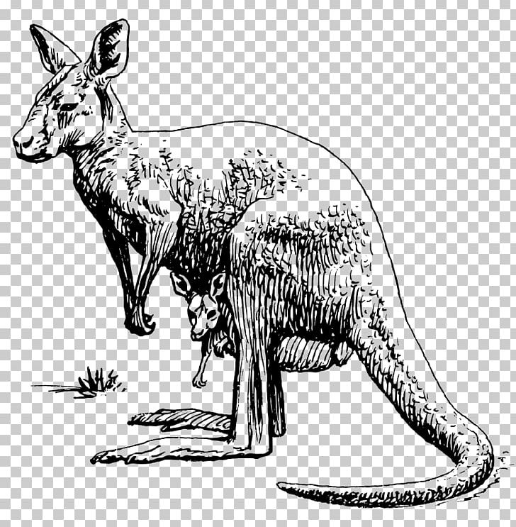 Kangaroo Koala Black And White PNG, Clipart, Animal, Animals, Art, Australia Kangaroo, Big Cats Free PNG Download