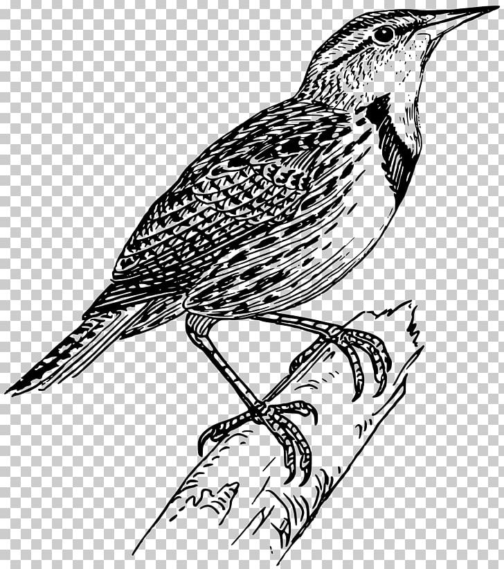 Lark Drawing PNG, Clipart, Animals, Art, Beak, Bird, Black And White Free PNG Download
