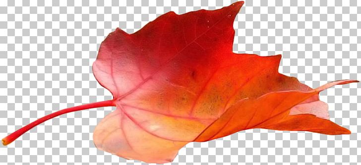 Petal Leaf France Télécom Close-up Flowering Plant PNG, Clipart, Autumn, Closeup, Flower, Flowering Plant, Leaf Free PNG Download