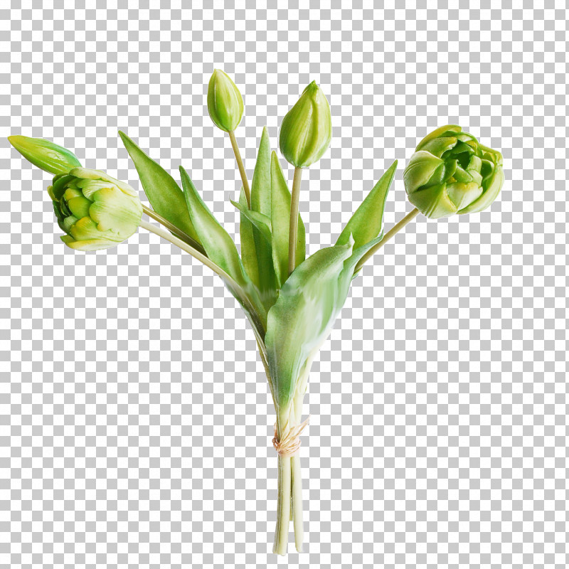 Flower Plant Bud Pedicel Plant Stem PNG, Clipart, Bud, Cut Flowers, Flower, Freesia, Pedicel Free PNG Download