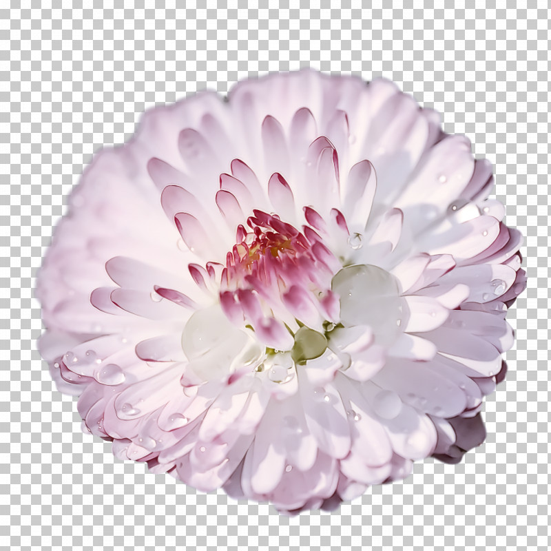 Garden Roses PNG, Clipart, Chrysanthemum, Common Daisy, Dahlia, Floriculture, Flower Free PNG Download
